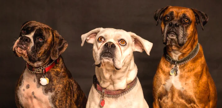 Boom di adozioni di animali anziani